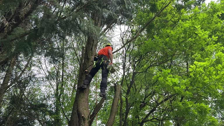 How Our Tree Care Process Works  in  Myers Corner, NY